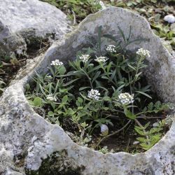 Lobularia maritima