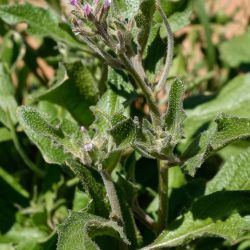 Malcolmia africana