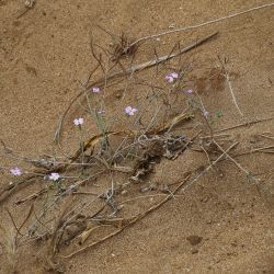 Malcolmia littorea