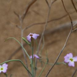 Malcolmia littorea