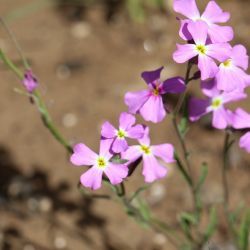 Malcolmia triloba
