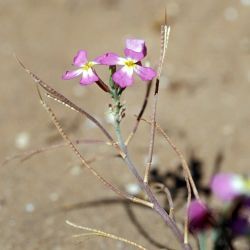 Malcolmia triloba