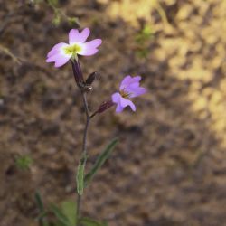 Malcolmia triloba