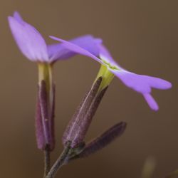Malcolmia triloba