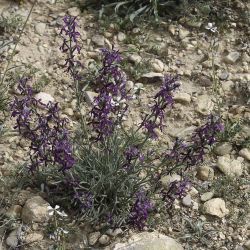 Matthiola fruticulosa