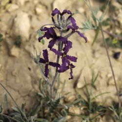 Matthiola fruticulosa