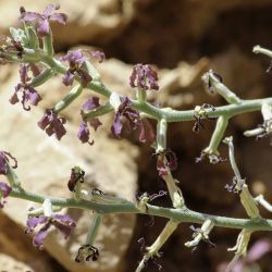 Matthiola fruticulosa