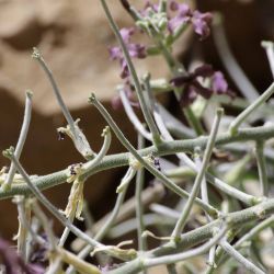 Matthiola fruticulosa