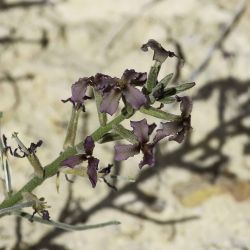 Matthiola fruticulosa
