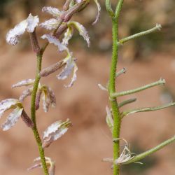 Matthiola longipetala subsp. livida