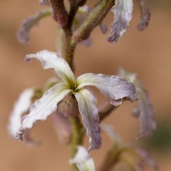 Matthiola longipetala subsp. livida