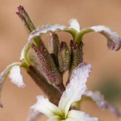 Matthiola longipetala subsp. livida