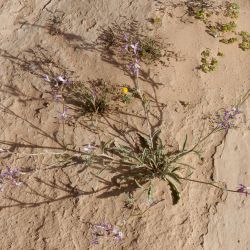 Matthiola longipetala subsp. livida