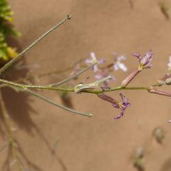 Matthiola longipetala subsp. livida