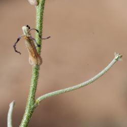 Matthiola longipetala subsp. livida