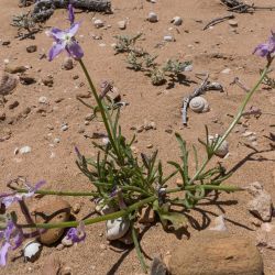 Matthiola longipetala subsp. viridis