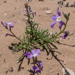 Matthiola longipetala subsp. viridis