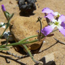 Matthiola longipetala subsp. viridis