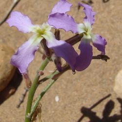 Matthiola longipetala subsp. viridis