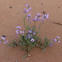 Matthiola longipetala subsp. viridis