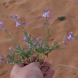 Matthiola longipetala subsp. viridis