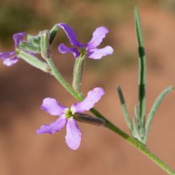 Matthiola longipetala subsp. viridis