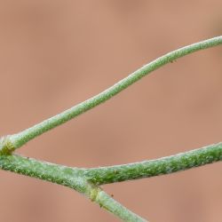 Matthiola longipetala subsp. viridis