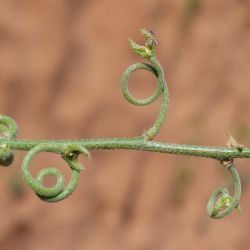 Matthiola longipetala subsp. viridis