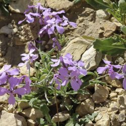 Matthiola lunata