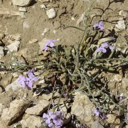 Matthiola lunata