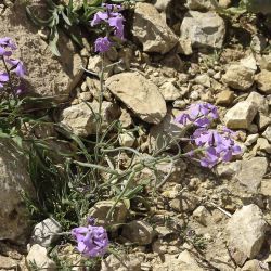 Matthiola lunata