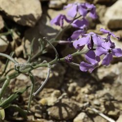Matthiola lunata