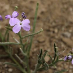 Matthiola lunata