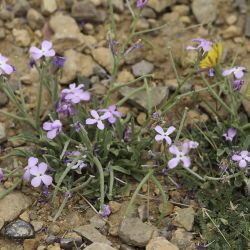 Matthiola lunata