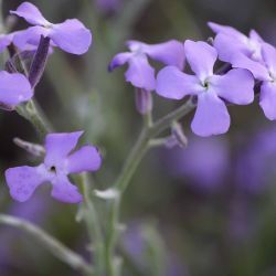 Matthiola lunata
