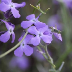 Matthiola lunata