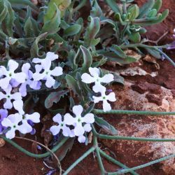 Matthiola lunata