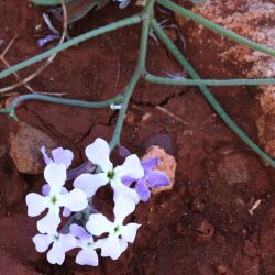 Matthiola lunata