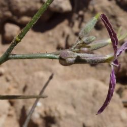 Matthiola maroccana