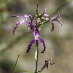 Matthiola maroccana