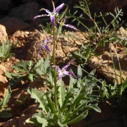 Matthiola maroccana