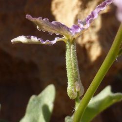 Matthiola maroccana