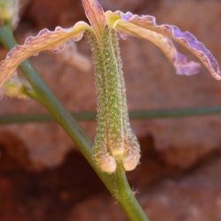 Matthiola maroccana