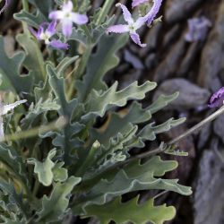 Matthiola maroccana