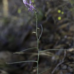 Matthiola maroccana