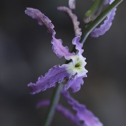 Matthiola maroccana