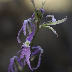 Matthiola maroccana