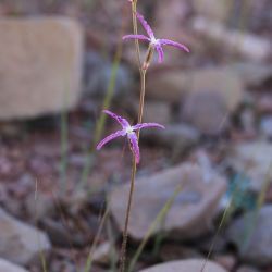 Matthiola maroccana