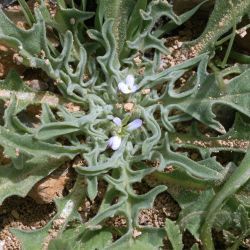 Matthiola parviflora