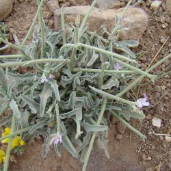 Matthiola parviflora